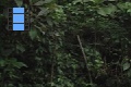 Scene 08_hssflight_Morpho peleides flying along the border of forest